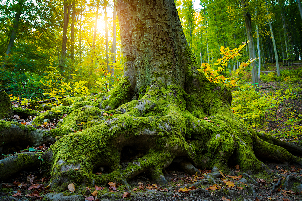 判決移轉土地以「起訴日」為辦竣戶籍登記之認定時點