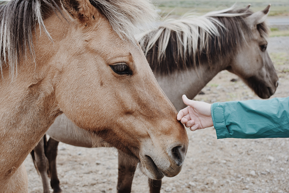 寵物醫療執業所得 別漏報